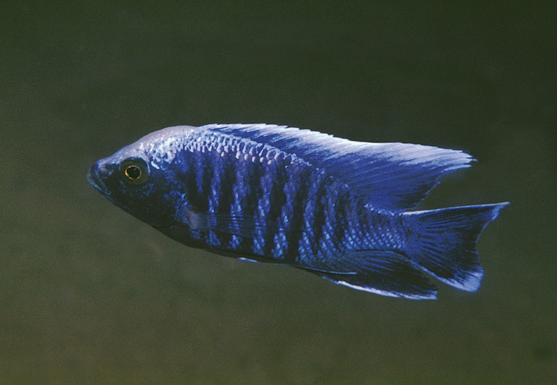 Copadichromis parvus 'Chiloelo'